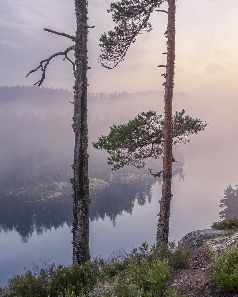 Fresh Thinking, Finnish Roots